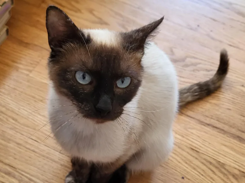 A young medium-sized female Seal Point Siamese cat named Crema for adoption in Dover, DE