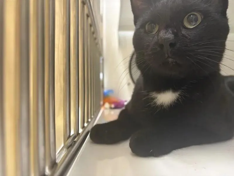 A young small-sized male Domestic Short Hair cat named Three Hole Punch Jim for adoption in Saint Paul, MN