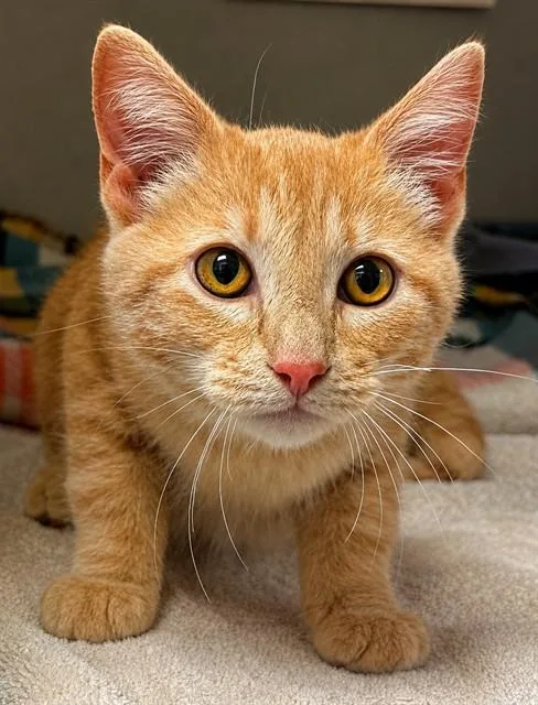 A baby small-sized male Domestic Short Hair cat named Mac for adoption in Statesville, NC