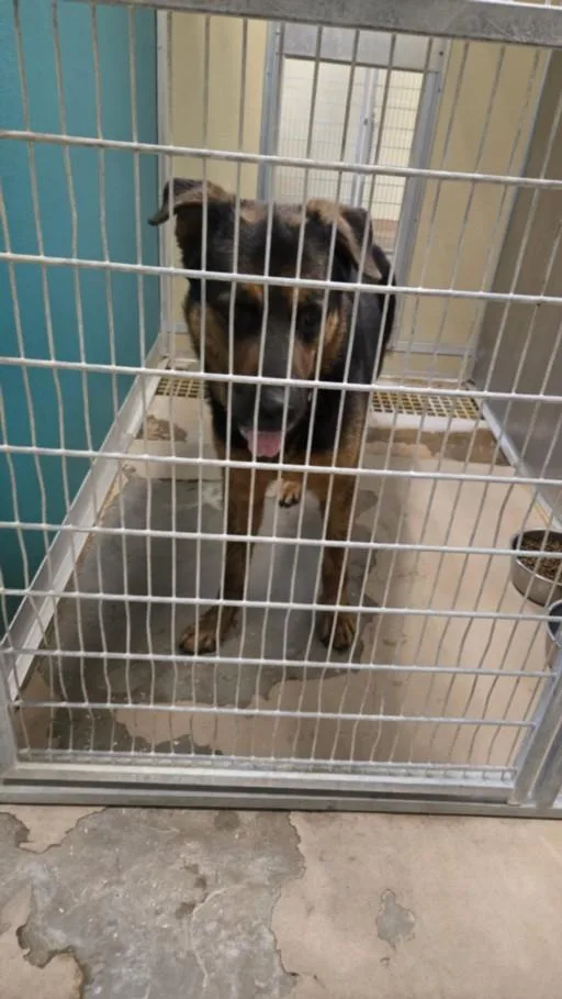A young large-sized male Rottweiler dog named Toby for adoption in Texas City, TX
