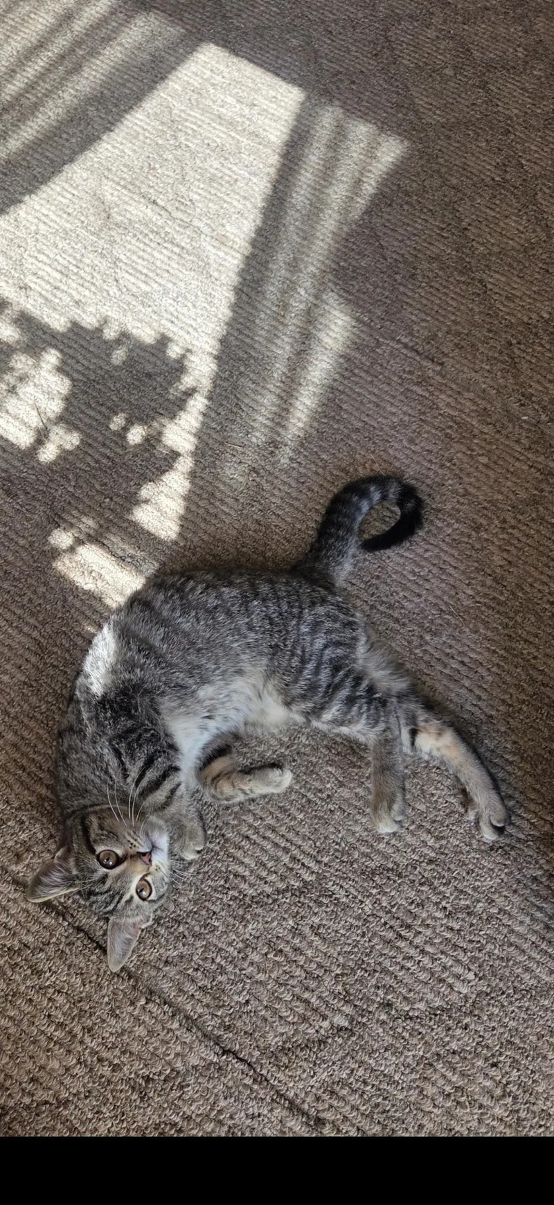 A baby medium-sized female Tabby (Gray / Blue / Silver) Tabby cat named Jasmine for adoption in Murray, KY
