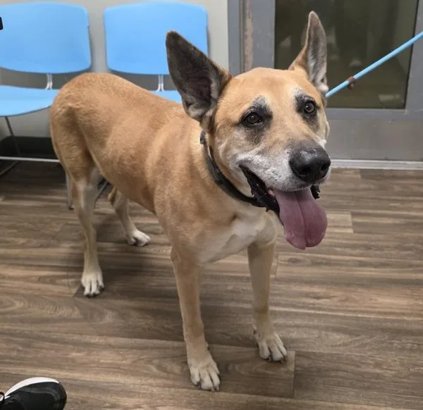 A senior extra large-sized male German Shepherd Dog dog named Sherlock for adoption in Escondido, CA