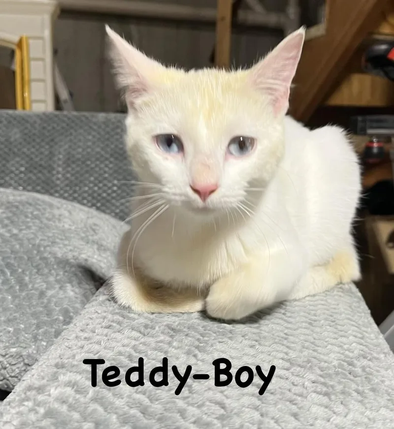 A baby small-sized male White Domestic Short Hair cat named Teddy for adoption in Telford, PA