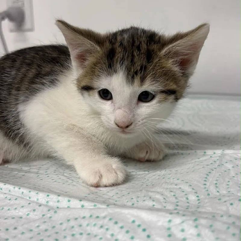 A baby small-sized male Brown / Chocolate Domestic Short Hair cat named Lafferty Murk for adoption in Eaton Rapids, MI
