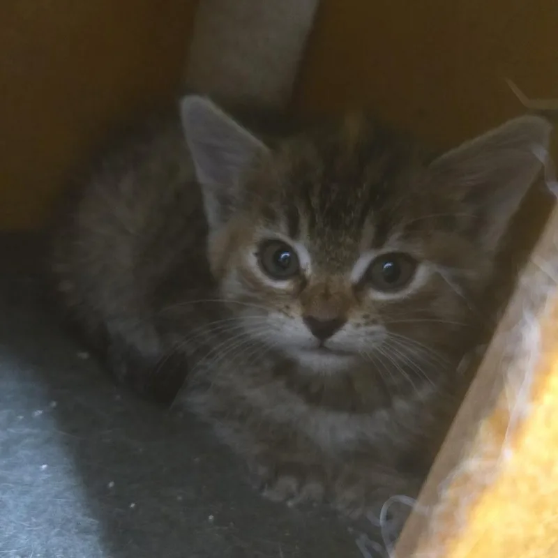A baby medium-sized female Tabby (Brown / Chocolate) Domestic Short Hair cat named Chili for adoption in Sauk City, WI