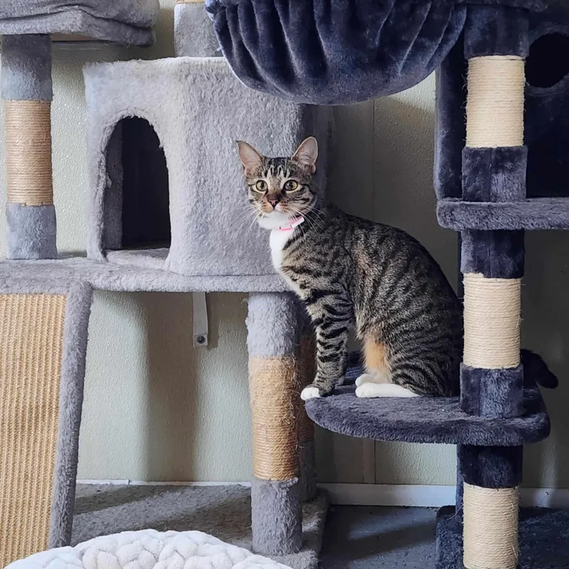 Lea Sponsored thumbnail 2