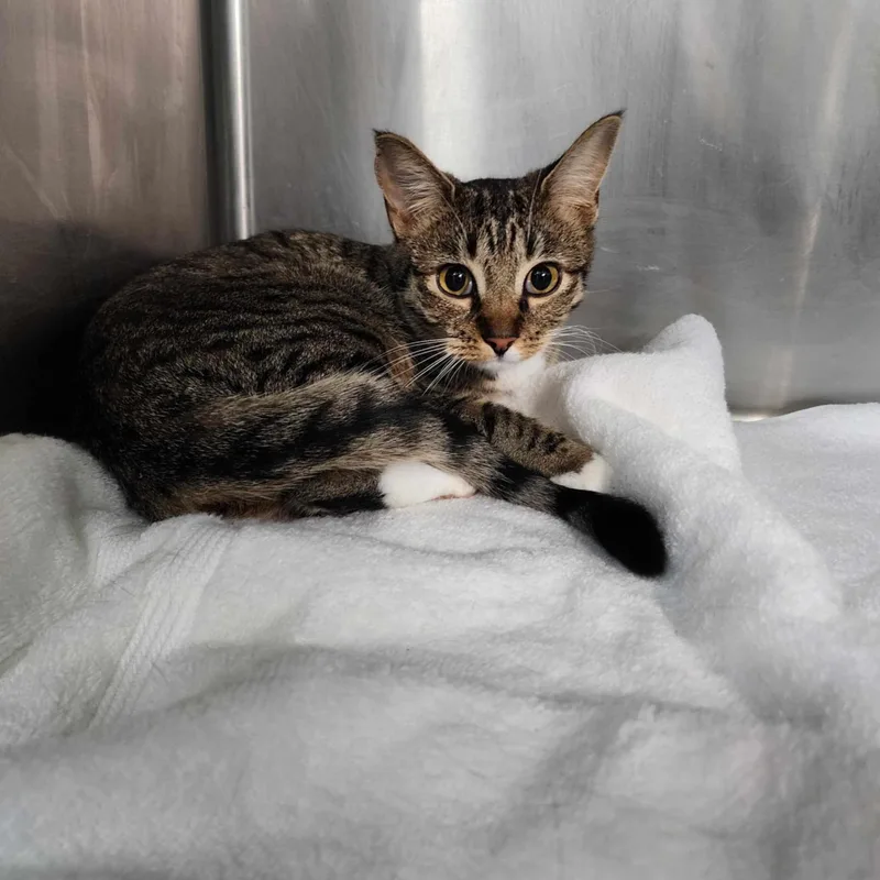 Lea Sponsored thumbnail 3