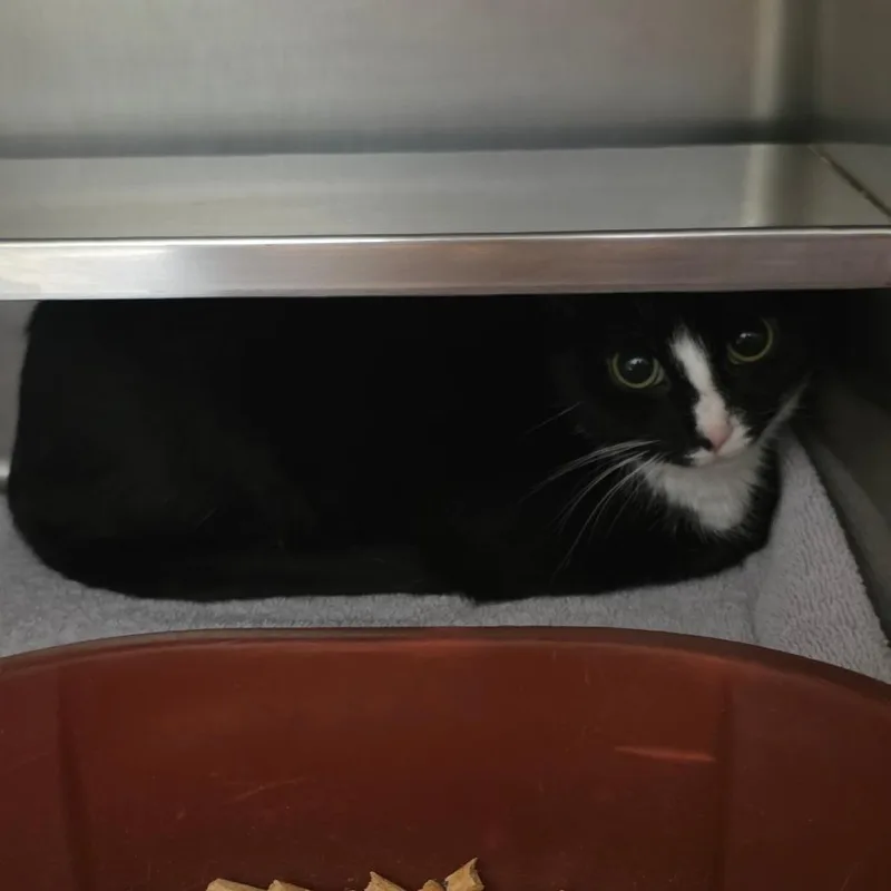 An adult medium-sized female Black Domestic Short Hair cat named Lenora for adoption in Bristol, IN