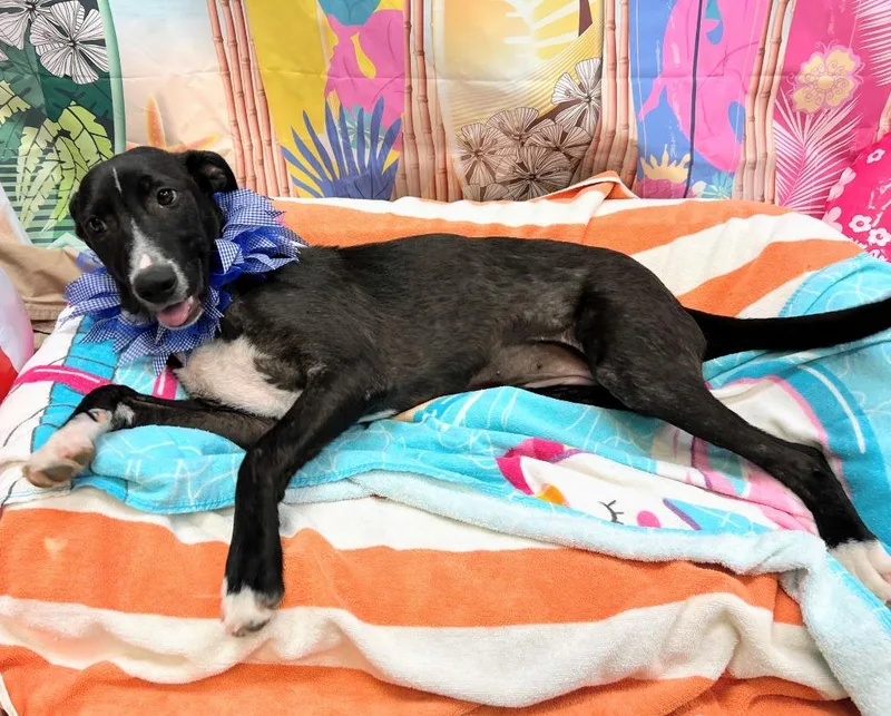 A young medium-sized female Labrador Retriever dog named Lori for adoption in Bryant, AR