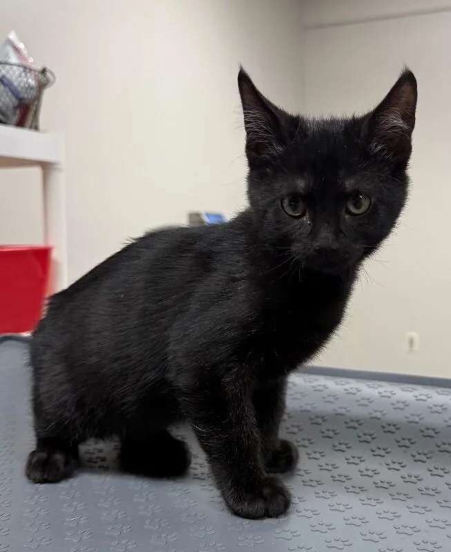 A young small-sized male Domestic Short Hair cat named Syd for adoption in Yankton, SD