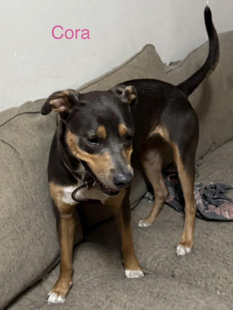 A baby large-sized female Labrador Retriever dog named Cora for adoption in Welling, OK