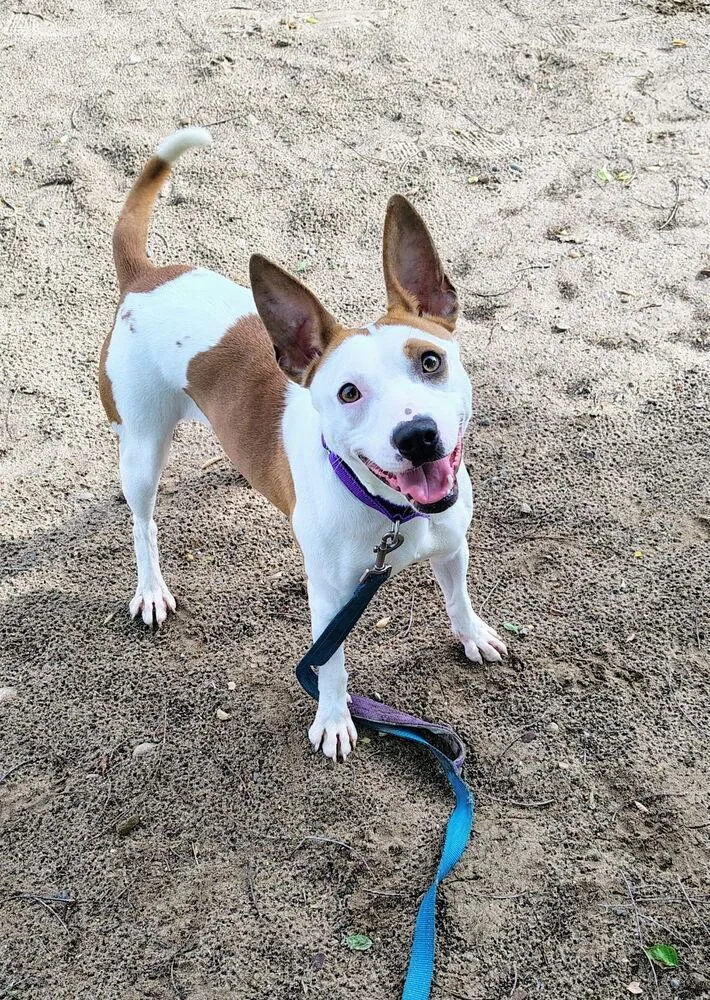 An adult medium-sized female Terrier dog named Trick for adoption in Kalamazoo, MI