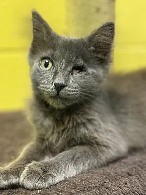 A baby medium-sized male Domestic Medium Hair cat named Mr  Bridges for adoption in Pottsville, PA