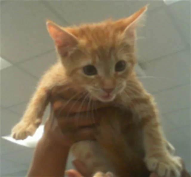 A baby small-sized female Domestic Short Hair cat named Tilly for adoption in Charlotte, NC