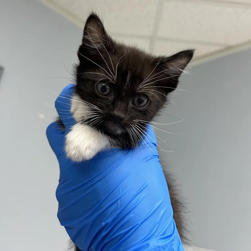 A baby small-sized male Black Domestic Short Hair cat named Tennessee for adoption in Indianapolis, IN