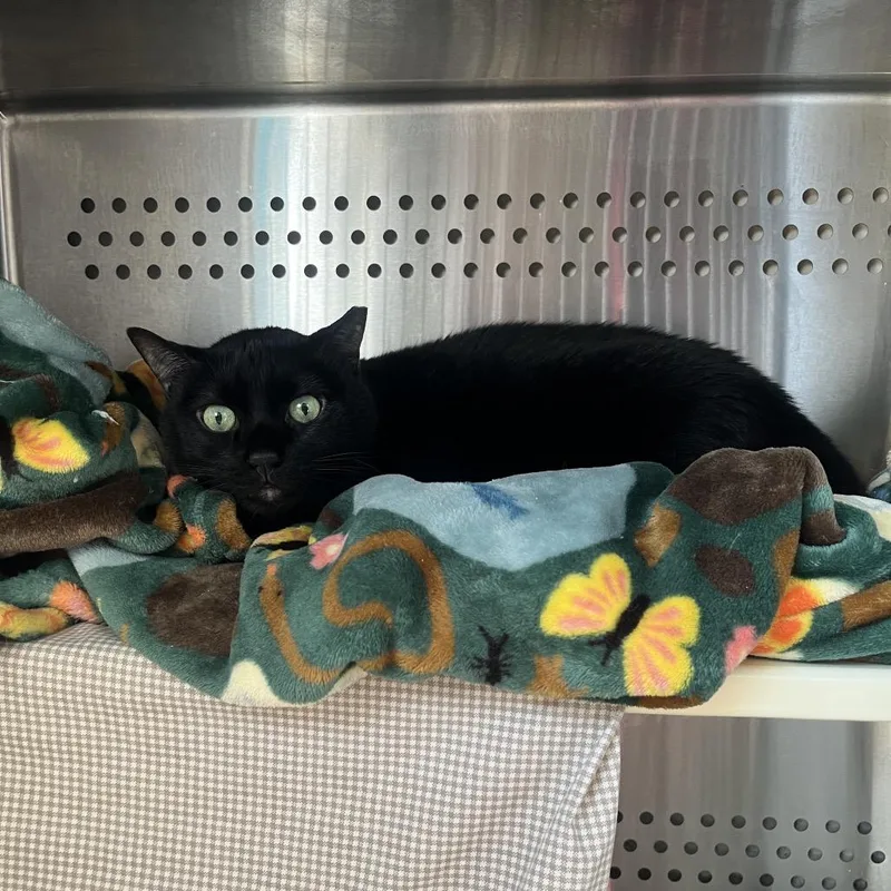 A senior medium-sized male Black Domestic Short Hair cat named Kip for adoption in Roanoke, VA