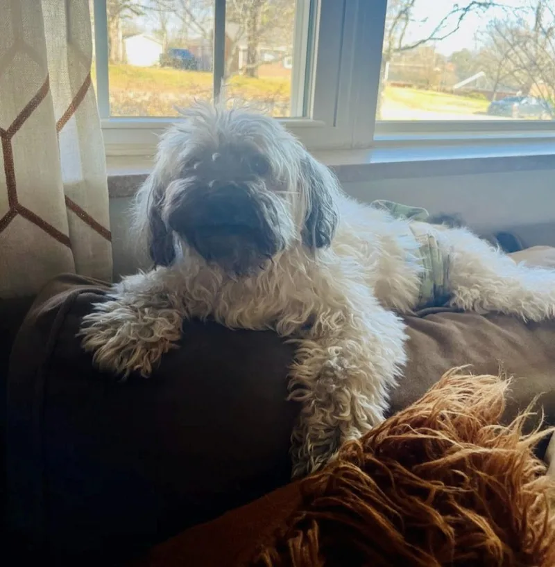 A senior small-sized male Havanese dog named Asher for adoption in Knoxville, TN