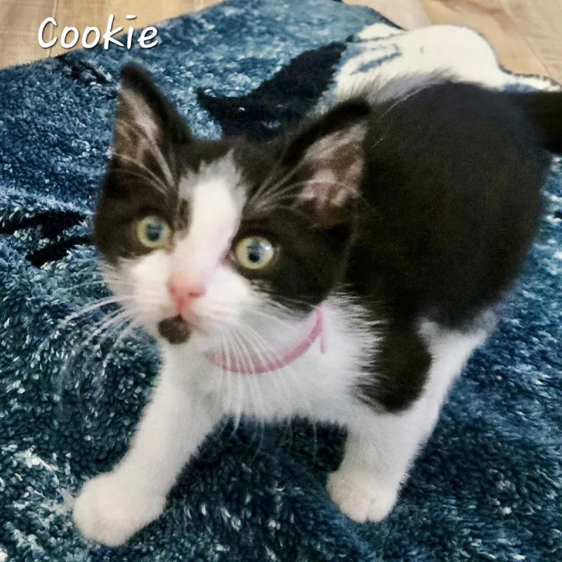 Cookie thumbnail 2