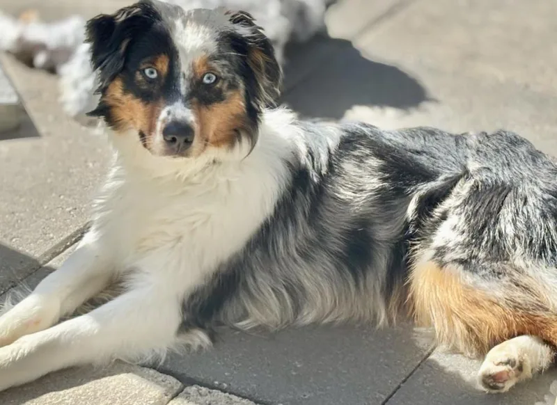 An adult small-sized female Australian Shepherd dog named Meadow for adoption in Wolcott, CT