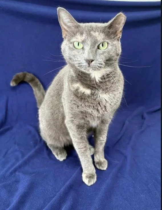 An adult medium-sized female Calico cat named Prism for adoption in Kingsland, GA