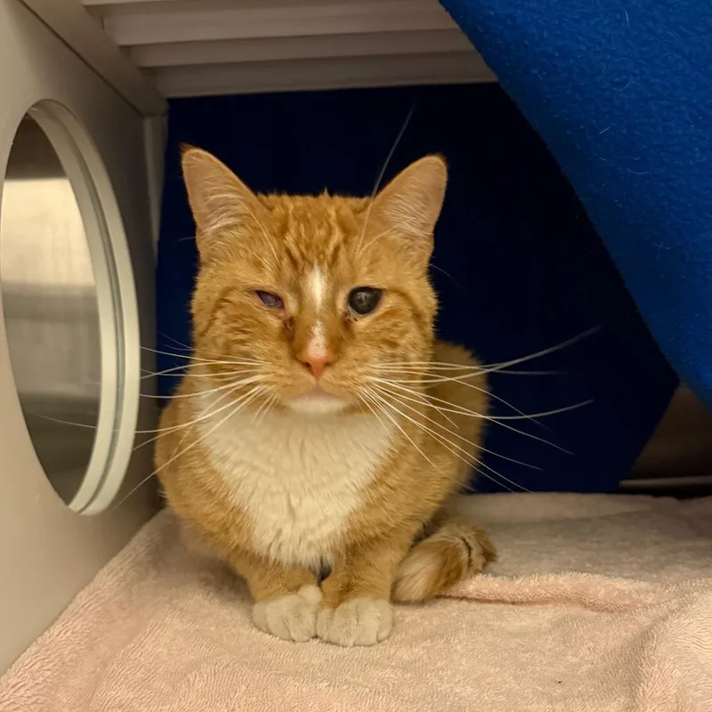 A young large-sized male Orange / Red Domestic Short Hair cat named Angus for adoption in Council Bluffs, IA