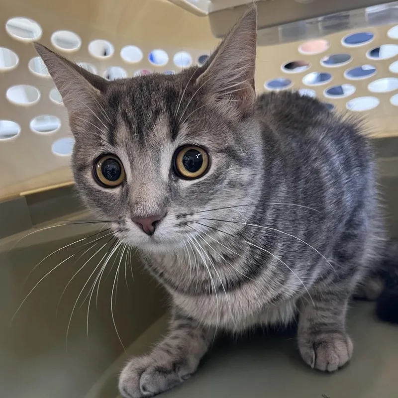 A young medium-sized female Gray / Blue / Silver Domestic Short Hair cat named Fairy Tale for adoption in Dearborn, MI