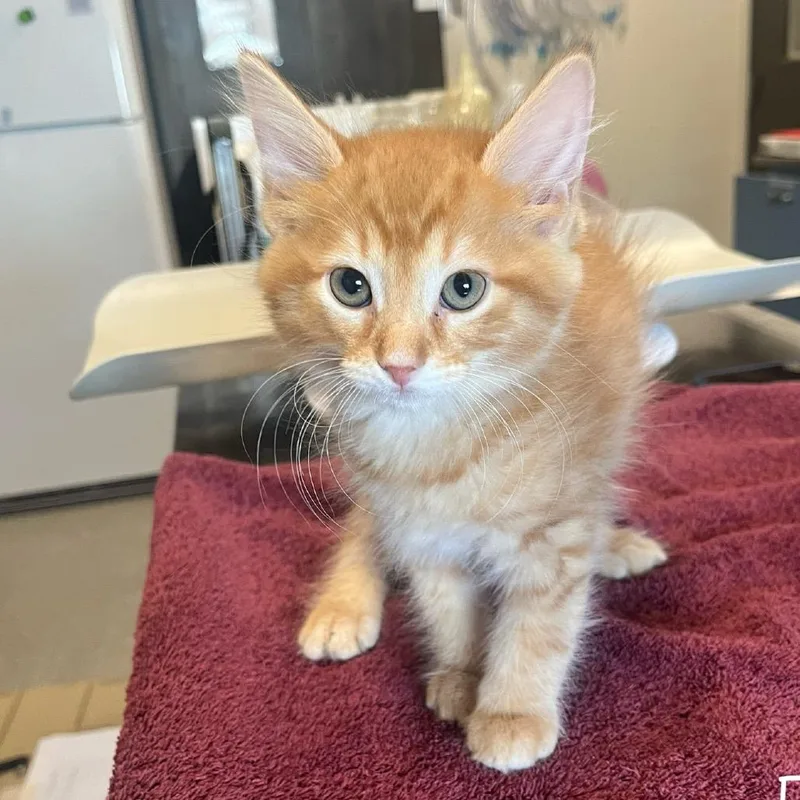 A baby small-sized female Orange / Red Domestic Short Hair cat named Garfield for adoption in Hinsdale, IL