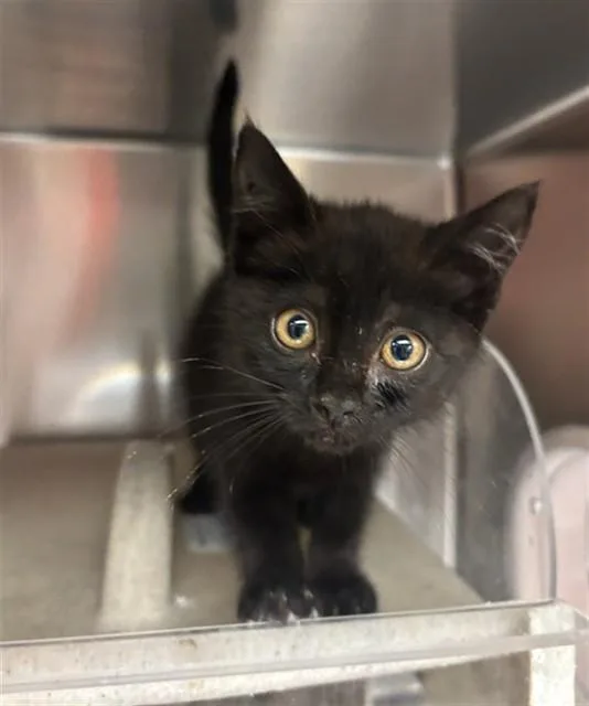 A baby small-sized female Domestic Short Hair cat named A for adoption in Lancaster, CA