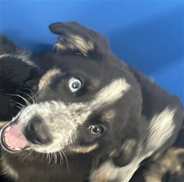 A baby large-sized female Mixed Breed dog named Sapphire for adoption in Dallas, TX