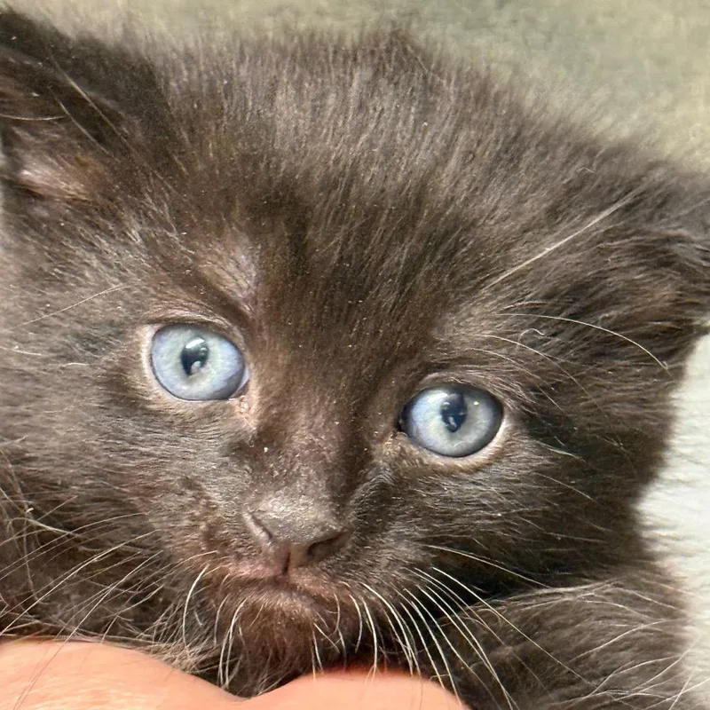 A baby small-sized female Black Domestic Short Hair cat named Blackberry for adoption in Middle Village, NY