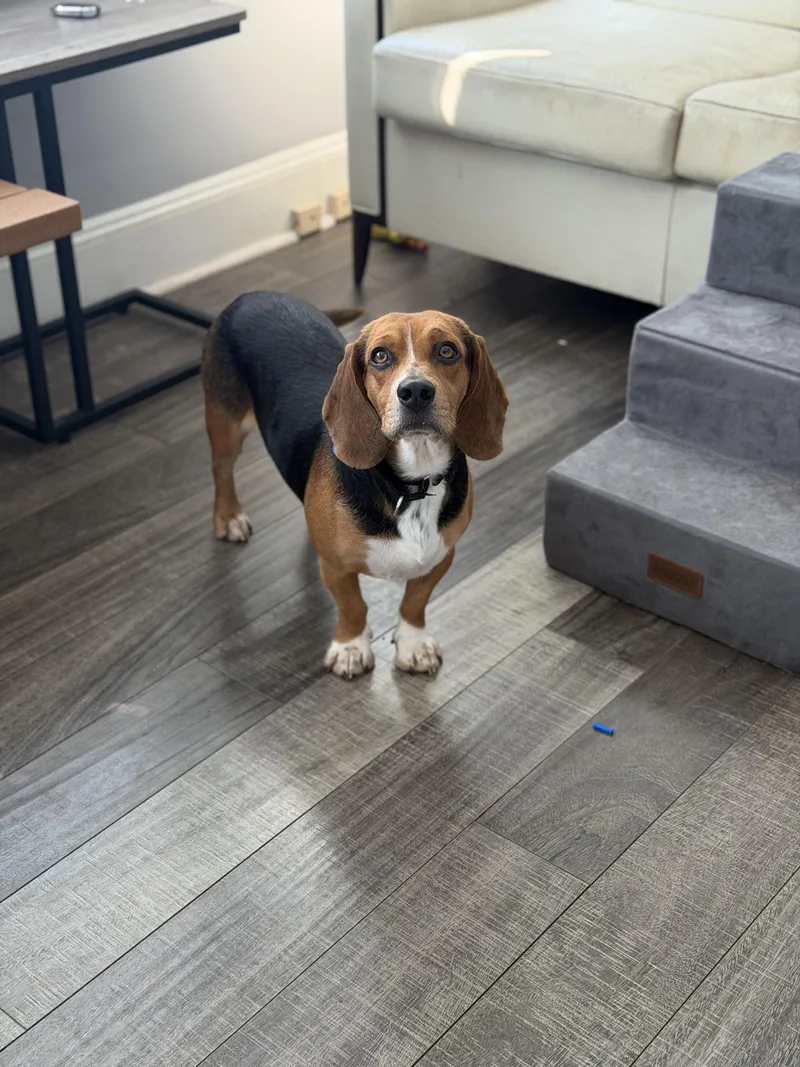 Panko