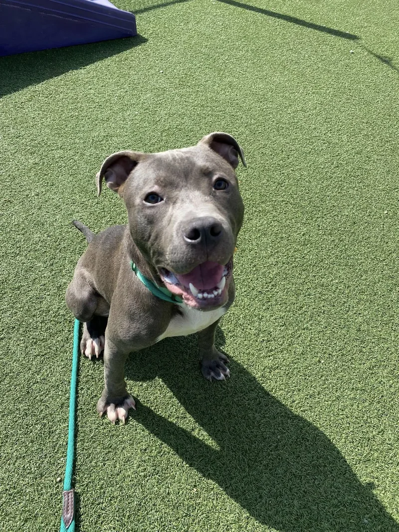 A young large-sized male Gray / Blue / Silver Pit Bull Terrier dog named Piston for adoption in Cleveland, OH