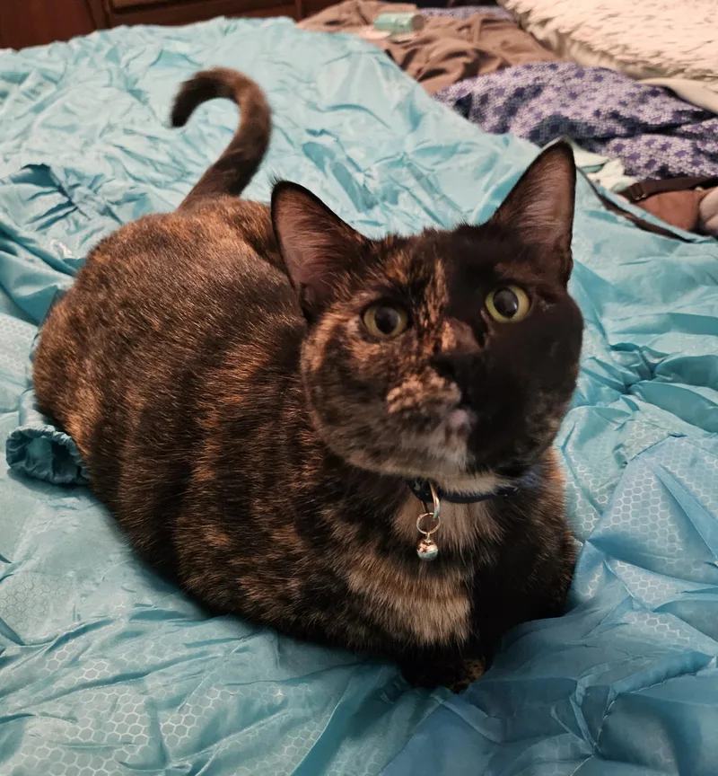 An adult medium-sized female Tortoiseshell cat named Shadow for adoption in Fort Worth, TX