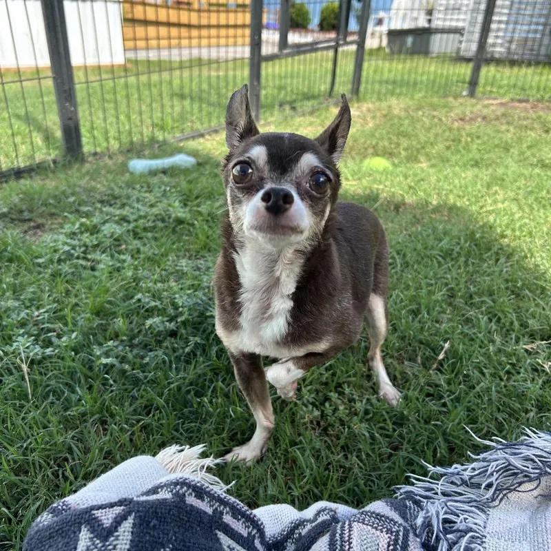 A senior small-sized female Brown / Chocolate Chihuahua dog named FiFi for adoption in Newport, NC