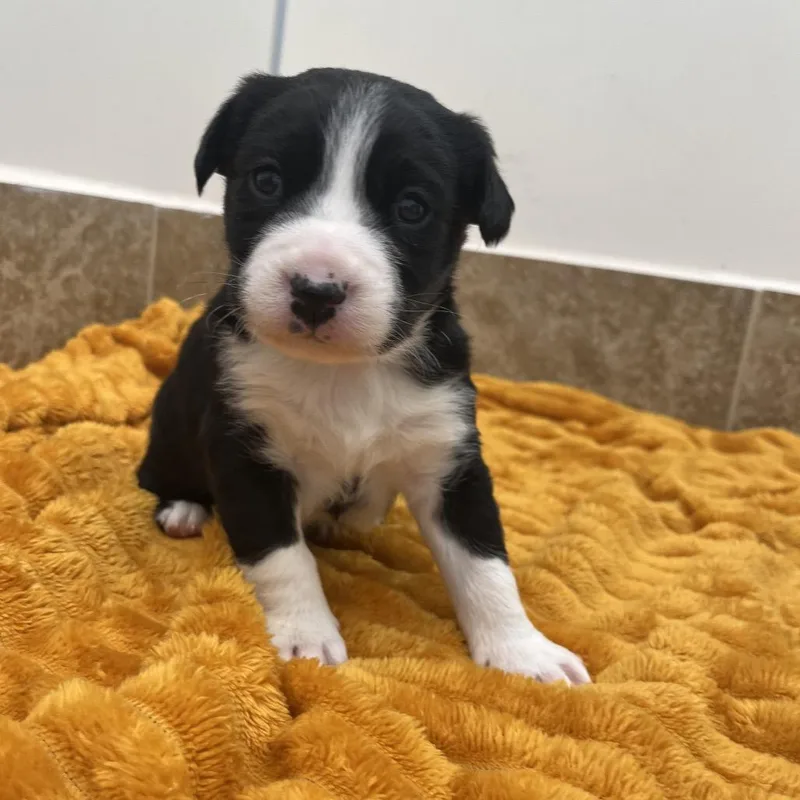 A baby medium-sized male Black Cattle Dog dog named Ness for adoption in Kanab, UT