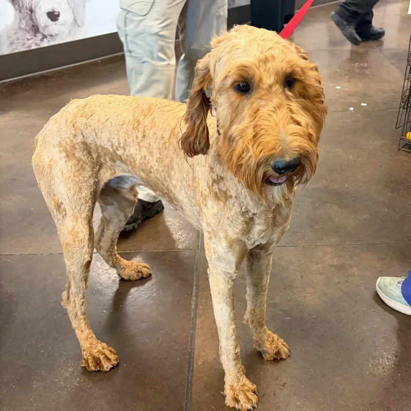 An adult large-sized male Yellow / Tan / Blond / Fawn Poodle dog named Toby Trix for adoption in Nashville, TN
