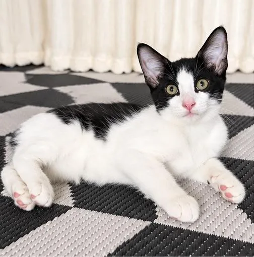 A baby medium-sized male Domestic Short Hair cat named Benjamin for adoption in Foley, AL