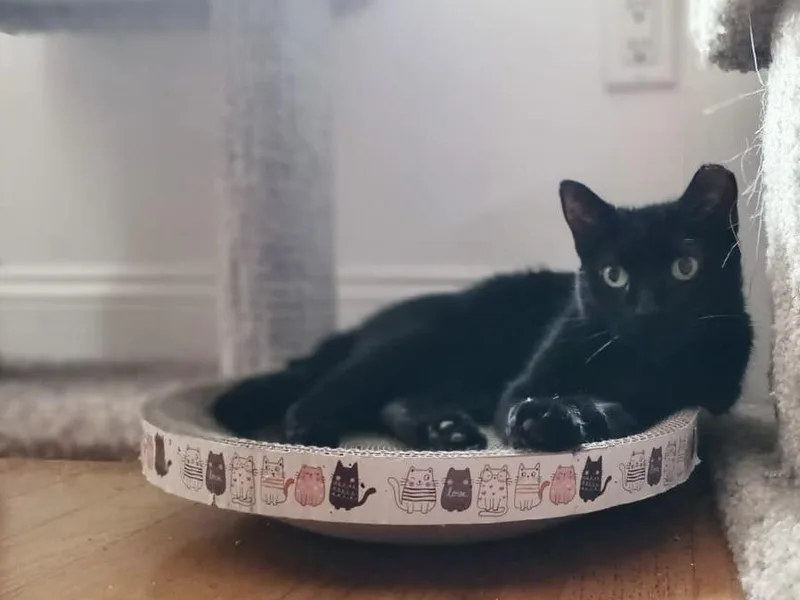 Michelle thumbnail 2