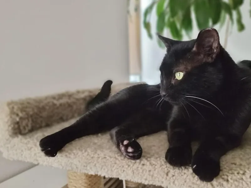 Michelle thumbnail 4