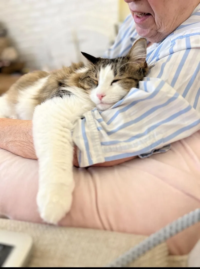 An adult large-sized male Tabby (Brown / Chocolate) Domestic Long Hair cat named Hamilton for adoption in Rochester Hills, MI