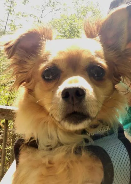 An adult small-sized male Yellow / Tan / Blond / Fawn Chihuahua dog named Caramel Mocha for adoption in Annapolis, MD