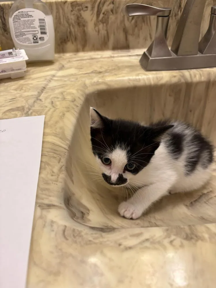 A baby small-sized male Black & White / Tuxedo Domestic Short Hair cat named Groucho for adoption in Mooresville, NC
