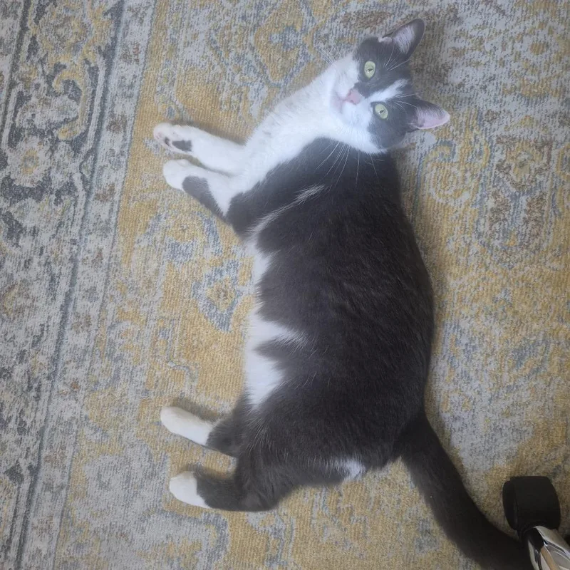 An adult medium-sized female Gray / Blue / Silver Domestic Short Hair cat named Smidgen aka Sweetie or for adoption in Roswell, GA