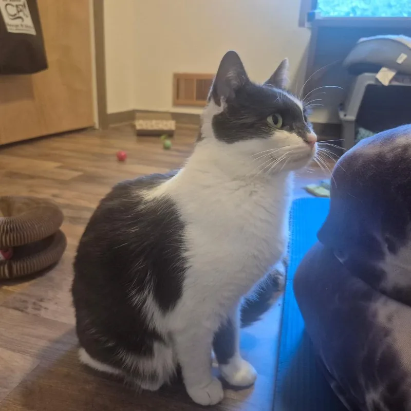 Smidgen aka Sweetie or thumbnail 5
