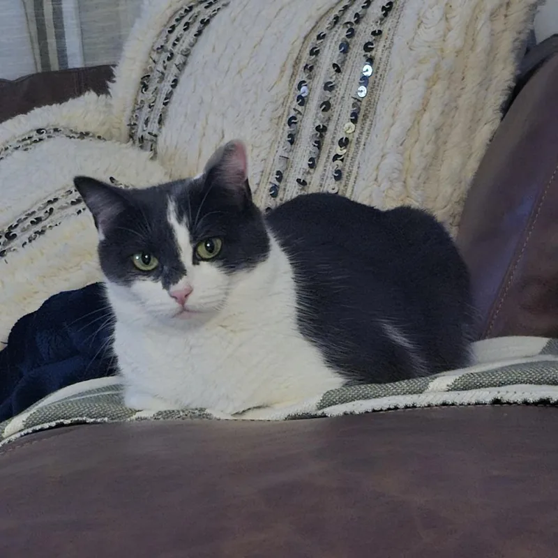 Smidgen aka Sweetie or thumbnail 6