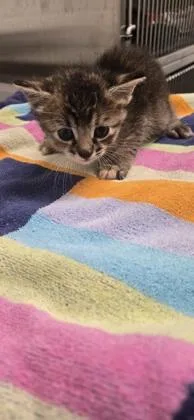 A baby small-sized female Domestic Short Hair cat named Dorothy for adoption in Daphne, AL