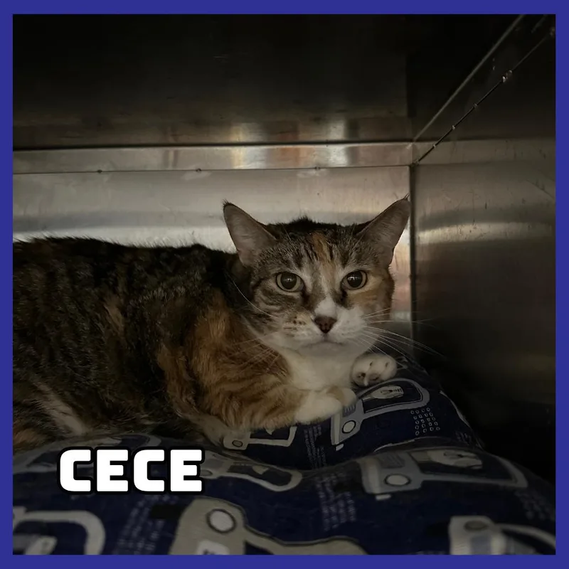 Cece