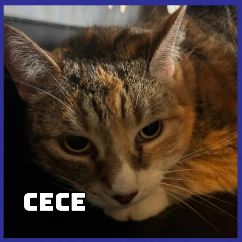Cece thumbnail 2
