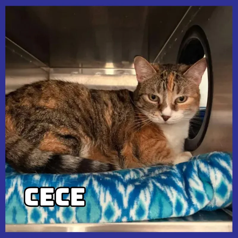 Cece thumbnail 3
