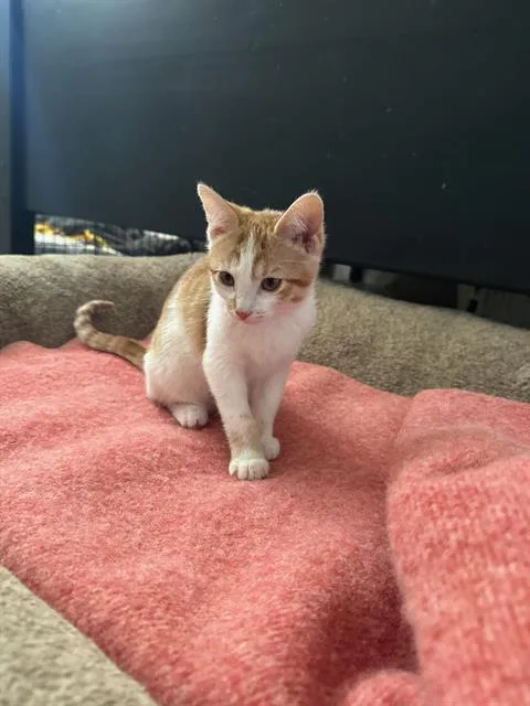 A baby small-sized female Domestic Short Hair cat named Duchess Snuggleworth for adoption in West Valley City, UT